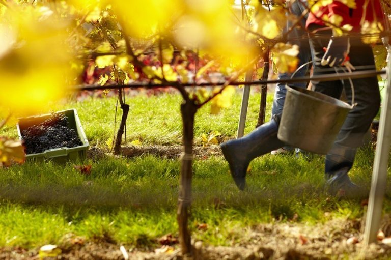 Winemakers for one day