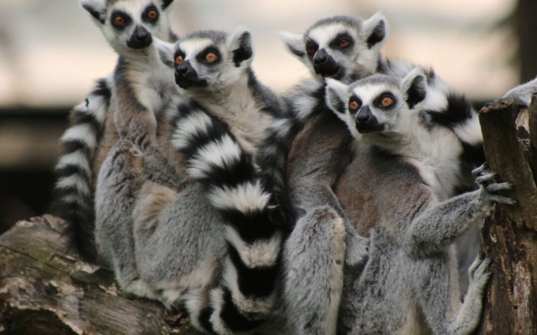 Madagaskar – baobaby, lemury a pláže Indického oceánu